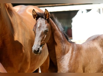 Hanoverian, Stallion, , 16,1 hh, Black