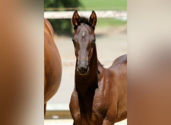 Hanoverian, Stallion, , 16,1 hh, Black