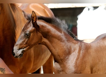 Hanoverian, Stallion, , 16,1 hh, Black