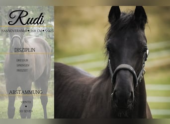 Hanoverian, Stallion, Foal (02/2025), 16,1 hh, Black
