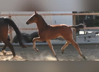 Hanoverian, Stallion, , 16,1 hh, Brown