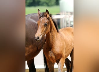 Hanoverian, Stallion, , 16,1 hh, Brown