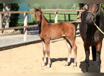 Hanoverian, Stallion, , 16,1 hh, Brown