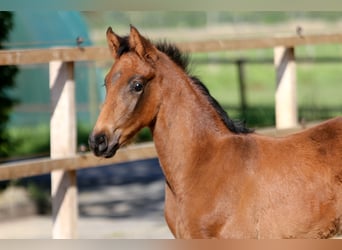 Hanoverian, Stallion, , 16,1 hh, Brown