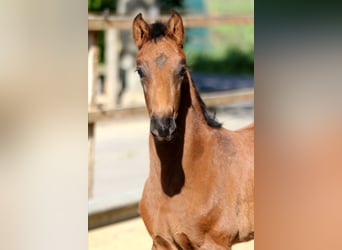 Hanoverian, Stallion, , 16,1 hh, Brown