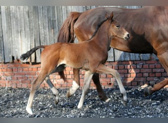 Hanoverian, Stallion, , 16,1 hh, Brown
