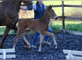 Hanoverian, Stallion, , 16,1 hh, Brown
