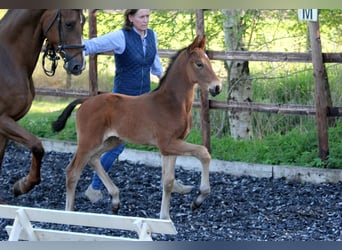 Hanoverian, Stallion, , 16,1 hh, Brown