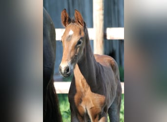 Hanoverian, Stallion, , 16,1 hh, Brown