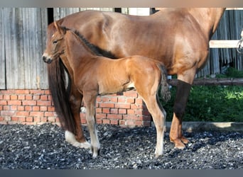 Hanoverian, Stallion, , 16,1 hh, Brown