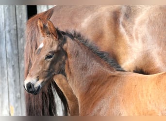 Hanoverian, Stallion, , 16,1 hh, Brown