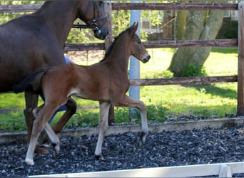 Hanoverian, Stallion, , 16,1 hh, Brown