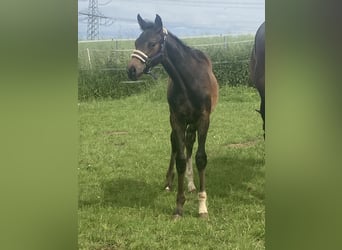Hanoverian, Stallion, , 16,1 hh, Brown