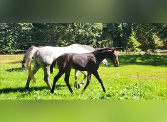 Hanoverian, Stallion, Foal (04/2025), 16,1 hh, Brown