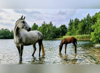 Hanoverian, Stallion, Foal (04/2025), 16,1 hh, Brown