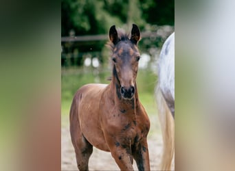 Hanoverian, Stallion, Foal (04/2025), 16,1 hh, Brown