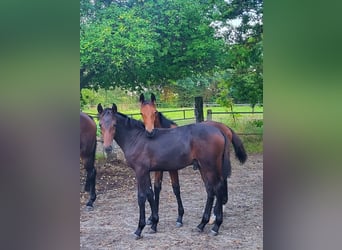 Hanoverian, Stallion, Foal (04/2025), 16,1 hh, Brown