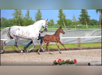 Hanoverian, Stallion, Foal (04/2025), 16,1 hh, Brown
