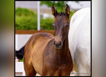 Hanoverian, Stallion, , 16,1 hh, Can be white