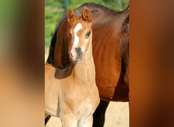 Hanoverian, Stallion, , 16,1 hh, Chestnut
