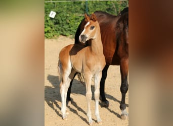 Hanoverian, Stallion, , 16,1 hh, Chestnut