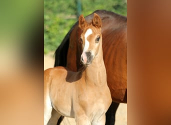 Hanoverian, Stallion, , 16,1 hh, Chestnut