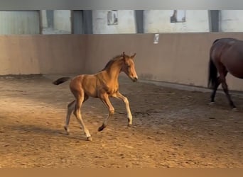Hanoverian, Stallion, , 16,2 hh, Bay-Dark
