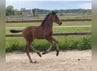 Hanoverian, Stallion, , 16,2 hh, Bay-Dark