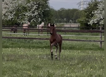 Hanoverian, Stallion, , 16,2 hh, Bay-Dark
