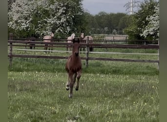 Hanoverian, Stallion, , 16,2 hh, Bay-Dark