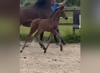 Hanoverian, Stallion, , 16,2 hh, Bay-Dark