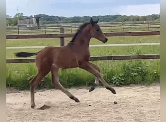 Hanoverian, Stallion, , 16,2 hh, Bay-Dark