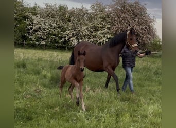 Hanoverian, Stallion, , 16,2 hh, Bay-Dark