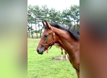Hanoverian, Stallion, Foal (03/2025), 16,2 hh, Bay