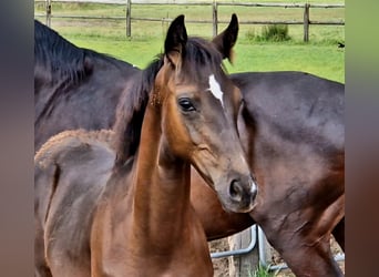 Hanoverian, Stallion, , 16,2 hh, Black