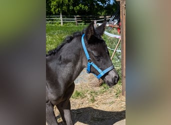 Hanoverian, Stallion, , 16,2 hh, Black