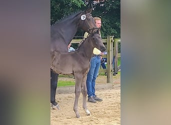 Hanoverian, Stallion, , 16,2 hh, Black