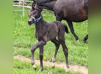 Hanoverian, Stallion, , 16,2 hh, Black