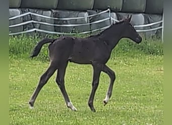 Hanoverian, Stallion, , 16,2 hh, Black