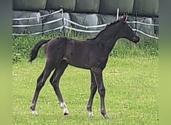 Hanoverian, Stallion, , 16,2 hh, Black
