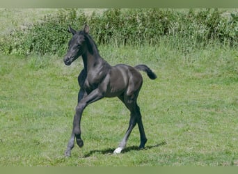 Hanoverian, Stallion, , 16,2 hh, Black