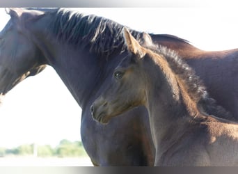 Hanoverian, Stallion, , 16,2 hh, Black