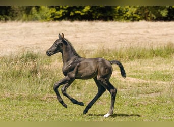 Hanoverian, Stallion, , 16,2 hh, Black