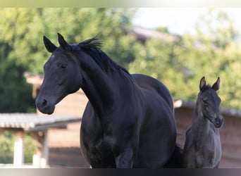 Hanoverian, Stallion, , 16,2 hh, Black