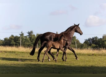Hanoverian, Stallion, , 16,2 hh, Black