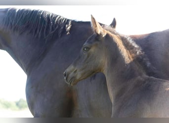 Hanoverian, Stallion, , 16,2 hh, Black