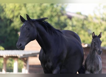Hanoverian, Stallion, , 16,2 hh, Black