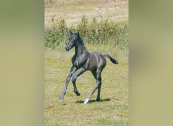 Hanoverian, Stallion, , 16,2 hh, Black