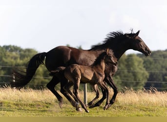 Hanoverian, Stallion, , 16,2 hh, Black