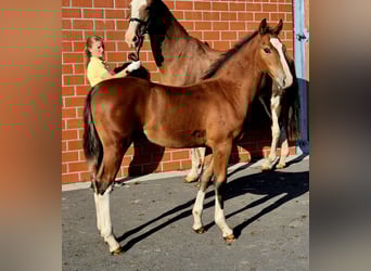Hanoverian, Stallion, Foal (05/2025), 16,2 hh, Brown